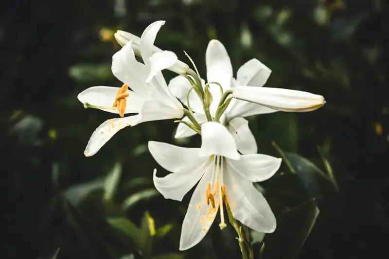 White lilies against a dark background